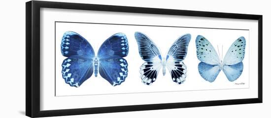Miss Butterfly X-Ray Panoramic White IV-Philippe Hugonnard-Framed Photographic Print