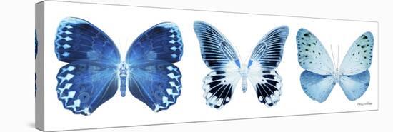 Miss Butterfly X-Ray Panoramic White IV-Philippe Hugonnard-Stretched Canvas