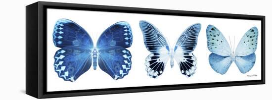 Miss Butterfly X-Ray Panoramic White IV-Philippe Hugonnard-Framed Stretched Canvas