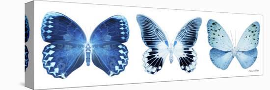 Miss Butterfly X-Ray Panoramic White IV-Philippe Hugonnard-Stretched Canvas
