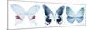 Miss Butterfly X-Ray Panoramic White-Philippe Hugonnard-Mounted Photographic Print