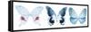 Miss Butterfly X-Ray Panoramic White-Philippe Hugonnard-Framed Stretched Canvas