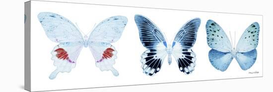 Miss Butterfly X-Ray Panoramic White-Philippe Hugonnard-Stretched Canvas