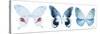 Miss Butterfly X-Ray Panoramic White-Philippe Hugonnard-Stretched Canvas