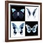 Miss Butterfly X-Ray Square II-Philippe Hugonnard-Framed Photographic Print