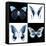 Miss Butterfly X-Ray Square II-Philippe Hugonnard-Framed Stretched Canvas