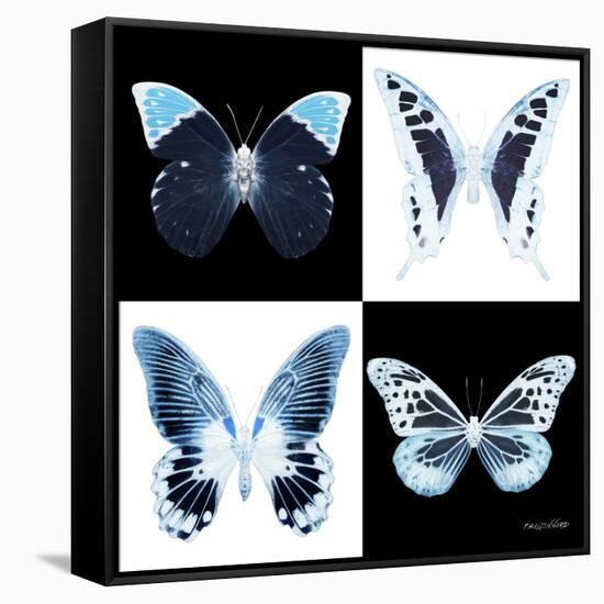 Miss Butterfly X-Ray Square II-Philippe Hugonnard-Framed Stretched Canvas