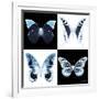 Miss Butterfly X-Ray Square II-Philippe Hugonnard-Framed Photographic Print