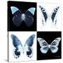 Miss Butterfly X-Ray Square II-Philippe Hugonnard-Stretched Canvas