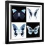 Miss Butterfly X-Ray Square II-Philippe Hugonnard-Framed Photographic Print