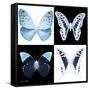 Miss Butterfly X-Ray Square-Philippe Hugonnard-Framed Stretched Canvas