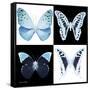 Miss Butterfly X-Ray Square-Philippe Hugonnard-Framed Stretched Canvas