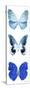 Miss Butterfly X-Ray White Pano II-Philippe Hugonnard-Stretched Canvas