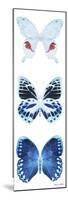 Miss Butterfly X-Ray White Pano-Philippe Hugonnard-Mounted Photographic Print