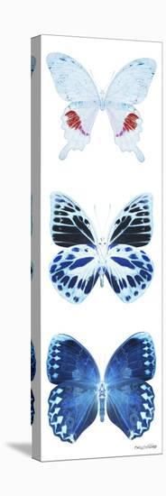 Miss Butterfly X-Ray White Pano-Philippe Hugonnard-Stretched Canvas