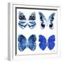 Miss Butterfly X-Ray White Square II-Philippe Hugonnard-Framed Premium Photographic Print