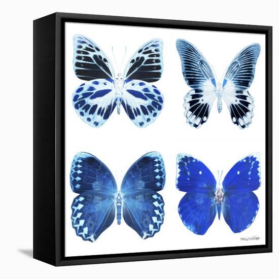 Miss Butterfly X-Ray White Square II-Philippe Hugonnard-Framed Stretched Canvas