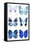 Miss Butterfly X-Ray White-Philippe Hugonnard-Framed Stretched Canvas