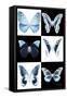 Miss Butterfly X-Ray-Philippe Hugonnard-Framed Stretched Canvas