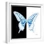 Miss Butterfly Xuthus Sq - X Ray B&W Edition-Philippe Hugonnard-Framed Photographic Print