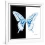 Miss Butterfly Xuthus Sq - X Ray B&W Edition-Philippe Hugonnard-Framed Photographic Print