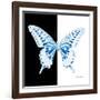 Miss Butterfly Xuthus Sq - X Ray B&W Edition-Philippe Hugonnard-Framed Photographic Print