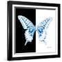 Miss Butterfly Xuthus Sq - X Ray B&W Edition-Philippe Hugonnard-Framed Photographic Print