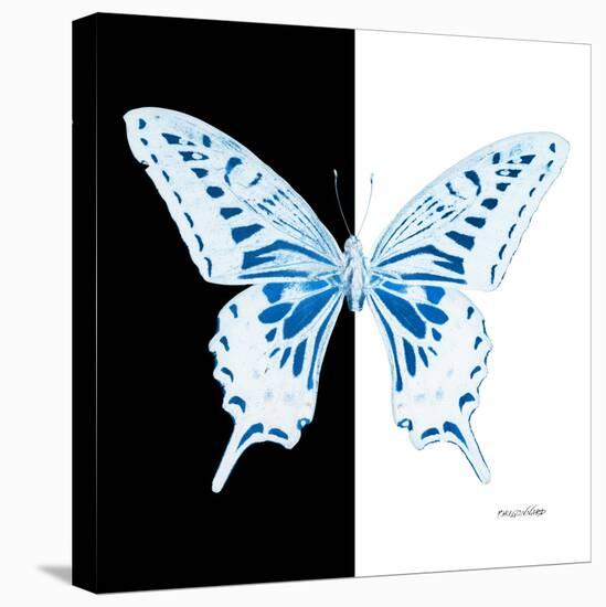 Miss Butterfly Xuthus Sq - X Ray B&W Edition-Philippe Hugonnard-Stretched Canvas