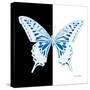 Miss Butterfly Xuthus Sq - X Ray B&W Edition-Philippe Hugonnard-Stretched Canvas