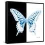 Miss Butterfly Xuthus Sq - X Ray B&W Edition-Philippe Hugonnard-Framed Stretched Canvas