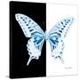 Miss Butterfly Xuthus Sq - X Ray B&W Edition-Philippe Hugonnard-Stretched Canvas