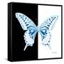 Miss Butterfly Xuthus Sq - X Ray B&W Edition-Philippe Hugonnard-Framed Stretched Canvas