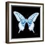 Miss Butterfly Xuthus Sq - X Ray Black Edition-Philippe Hugonnard-Framed Photographic Print