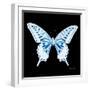 Miss Butterfly Xuthus Sq - X Ray Black Edition-Philippe Hugonnard-Framed Photographic Print