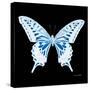 Miss Butterfly Xuthus Sq - X Ray Black Edition-Philippe Hugonnard-Stretched Canvas