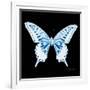 Miss Butterfly Xuthus Sq - X Ray Black Edition-Philippe Hugonnard-Framed Photographic Print