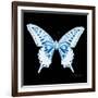 Miss Butterfly Xuthus Sq - X Ray Black Edition-Philippe Hugonnard-Framed Photographic Print