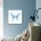 Miss Butterfly Xuthus Sq - X Ray White Edition-Philippe Hugonnard-Mounted Premium Photographic Print displayed on a wall