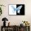 Miss Butterfly Xuthus - X Ray B&W Edition-Philippe Hugonnard-Framed Stretched Canvas displayed on a wall