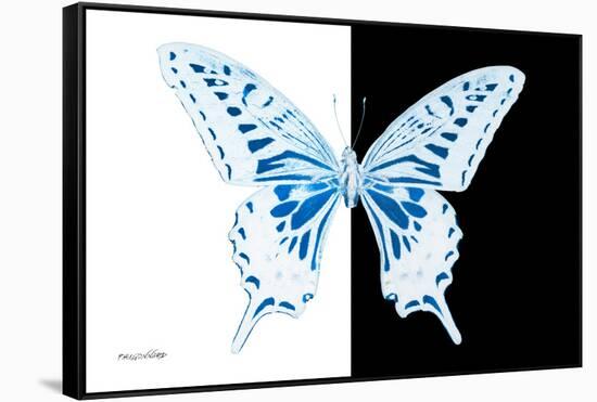 Miss Butterfly Xuthus - X Ray B&W Edition-Philippe Hugonnard-Framed Stretched Canvas