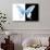 Miss Butterfly Xuthus - X Ray B&W Edition-Philippe Hugonnard-Photographic Print displayed on a wall