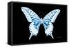 Miss Butterfly Xuthus - X Ray Black Edition-Philippe Hugonnard-Framed Stretched Canvas