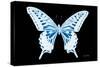 Miss Butterfly Xuthus - X Ray Black Edition-Philippe Hugonnard-Stretched Canvas