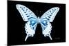 Miss Butterfly Xuthus - X Ray Black Edition-Philippe Hugonnard-Mounted Photographic Print