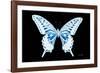 Miss Butterfly Xuthus - X Ray Black Edition-Philippe Hugonnard-Framed Photographic Print