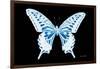 Miss Butterfly Xuthus - X Ray Black Edition-Philippe Hugonnard-Framed Photographic Print