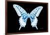 Miss Butterfly Xuthus - X Ray Black Edition-Philippe Hugonnard-Framed Photographic Print