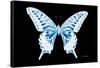 Miss Butterfly Xuthus - X Ray Black Edition-Philippe Hugonnard-Framed Stretched Canvas