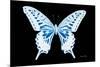 Miss Butterfly Xuthus - X Ray Black Edition-Philippe Hugonnard-Mounted Photographic Print