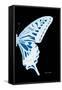Miss Butterfly Xuthus - X Ray Right Black Edition-Philippe Hugonnard-Framed Stretched Canvas